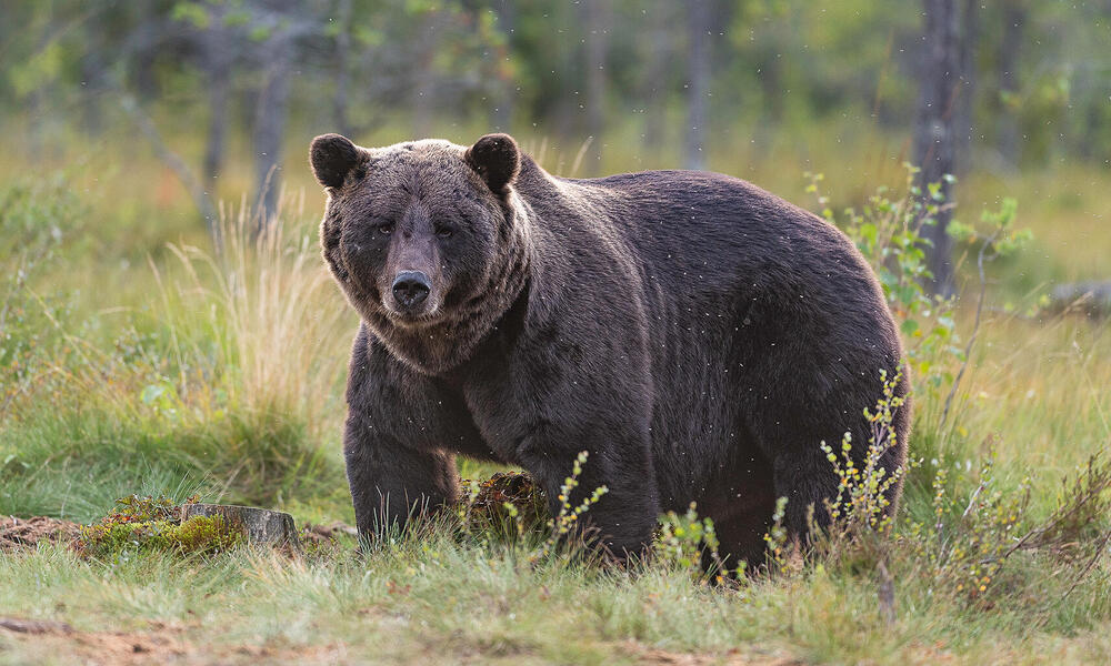 Kodiak-karhu