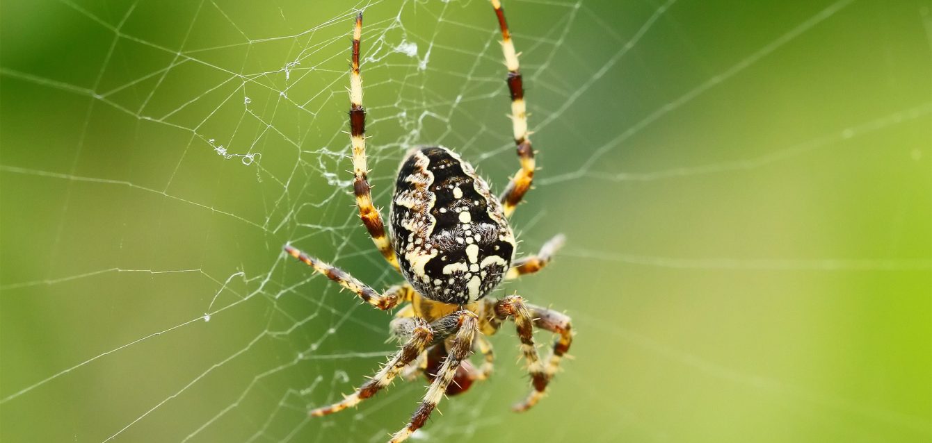 Araneus diadematus