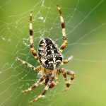 Araneus diadematus