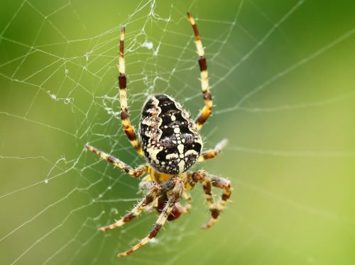 Araneus diadematus