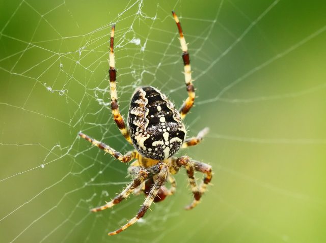 Araneus diadematus