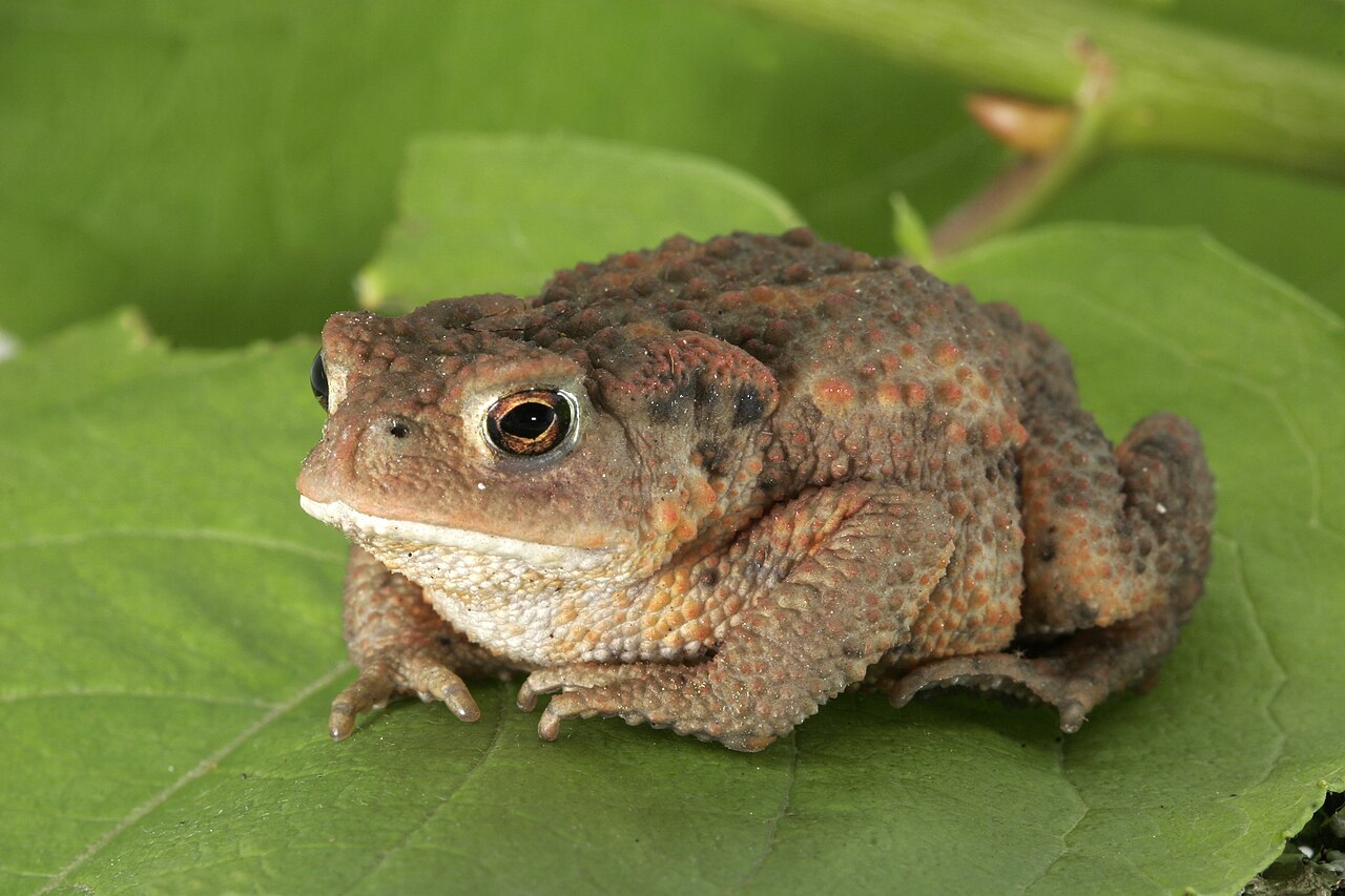 Viitasammakko