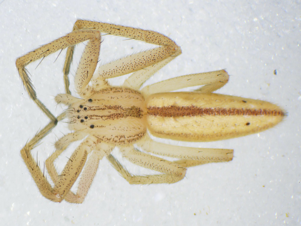Tibellus oblongus